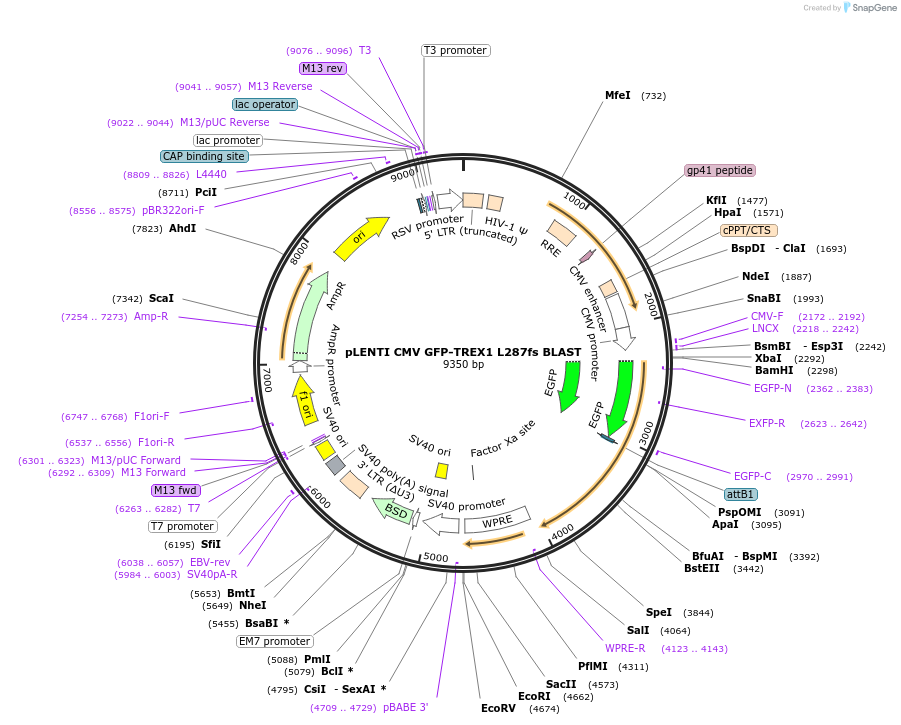 164238-plasmid-map-sequence-id-347607
