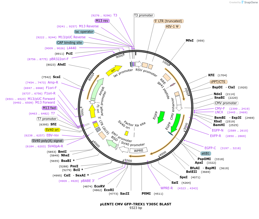 164240-plasmid-map-sequence-id-347611