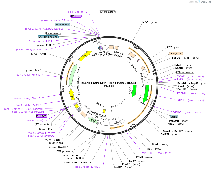 164239-plasmid-map-sequence-id-347612