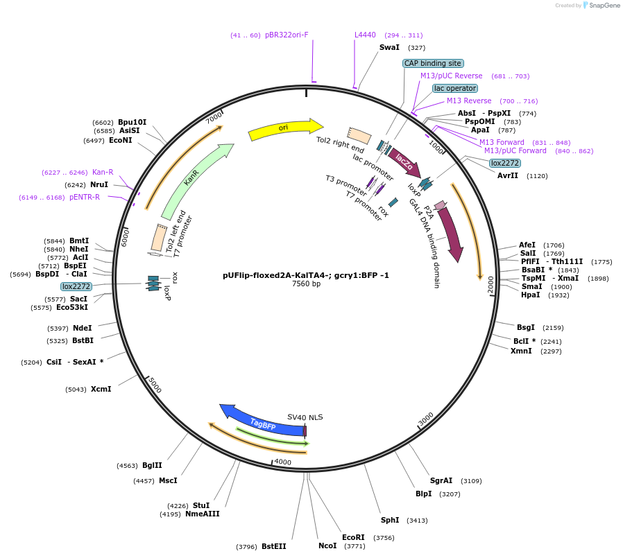 173890-plasmid-map-sequence-id-347618