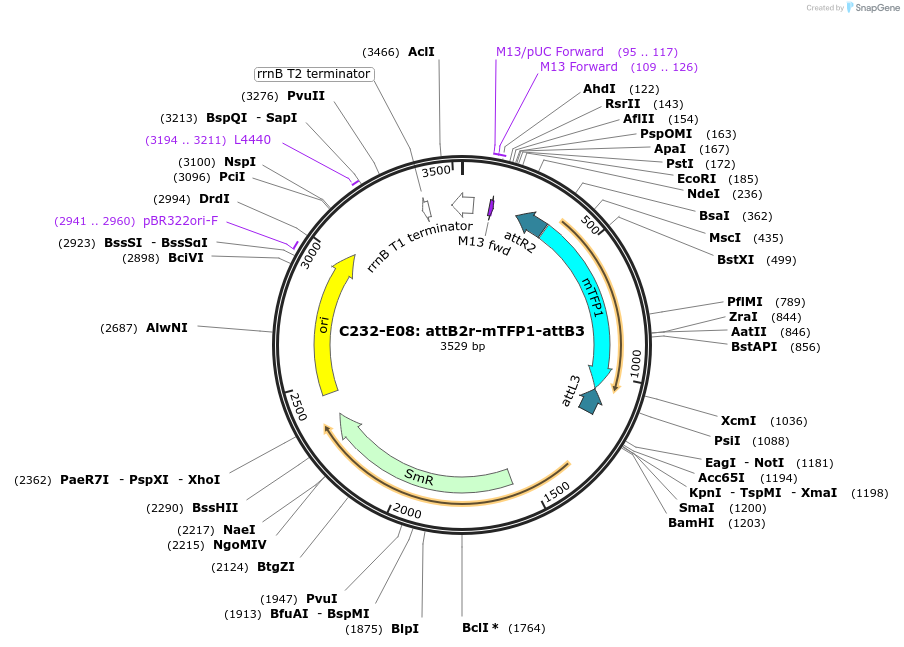 162904-plasmid-map-sequence-id-347642