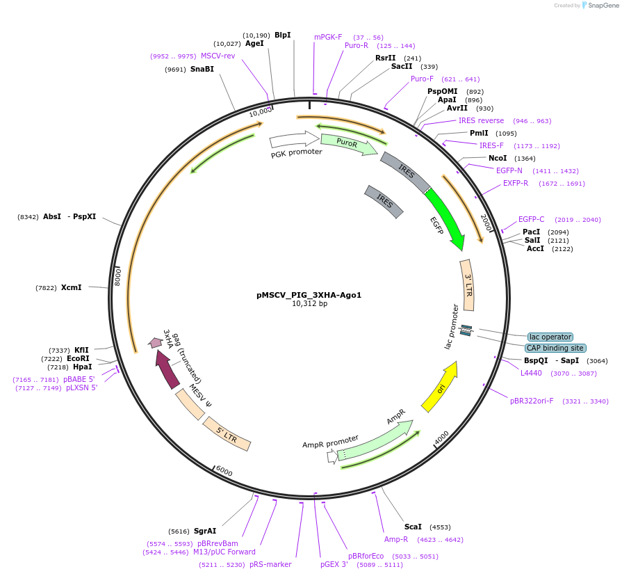 170916-plasmid-map-sequence-id-347643