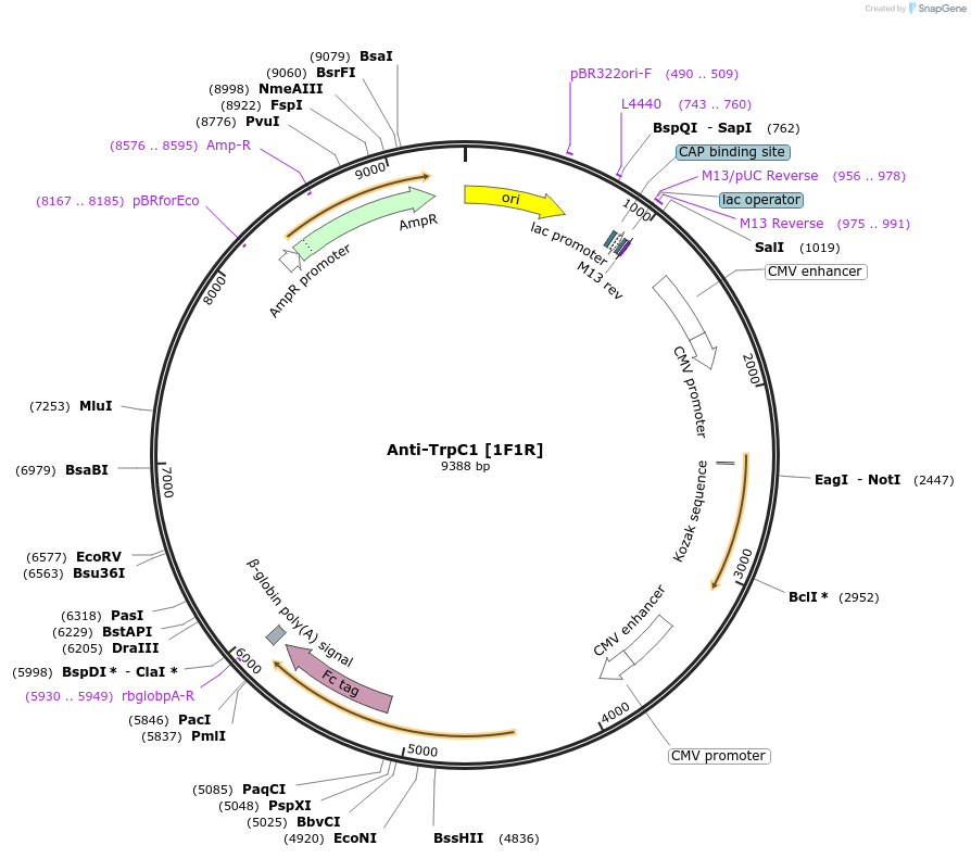 177437-plasmid-map-sequence-id-347644
