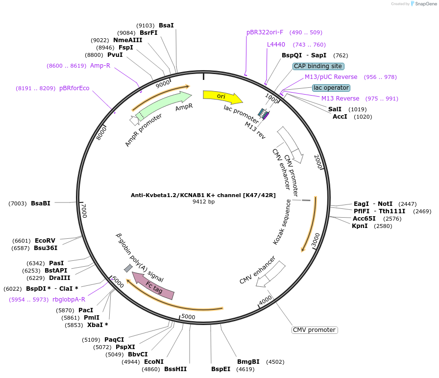 177441-plasmid-map-sequence-id-347647