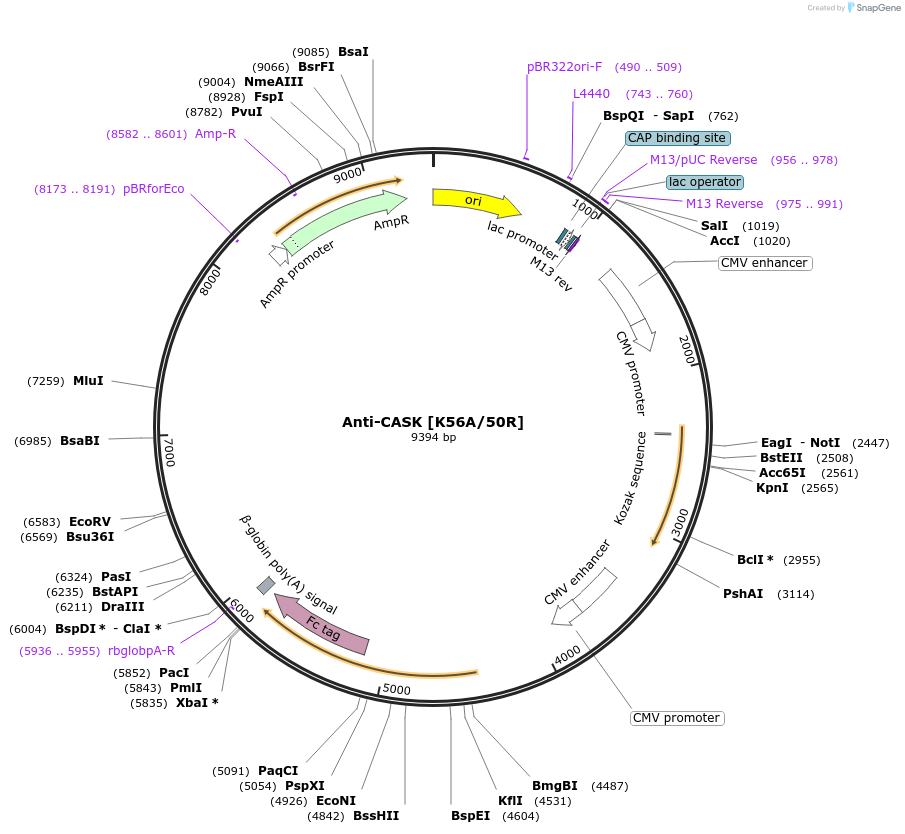 177443-plasmid-map-sequence-id-347652