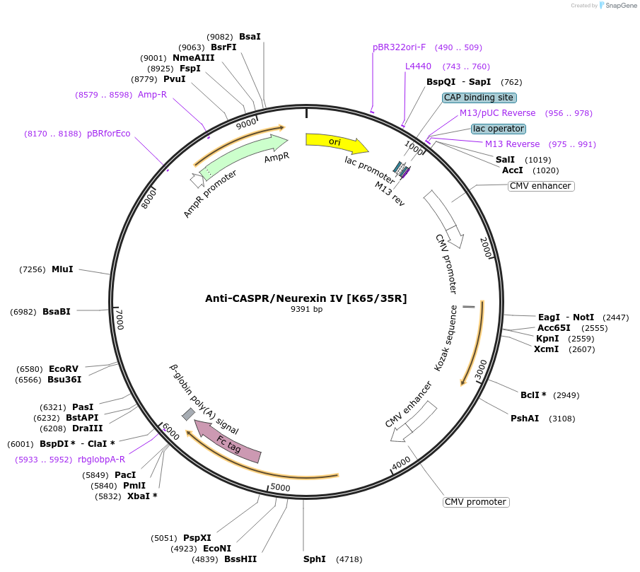 177445-plasmid-map-sequence-id-347655