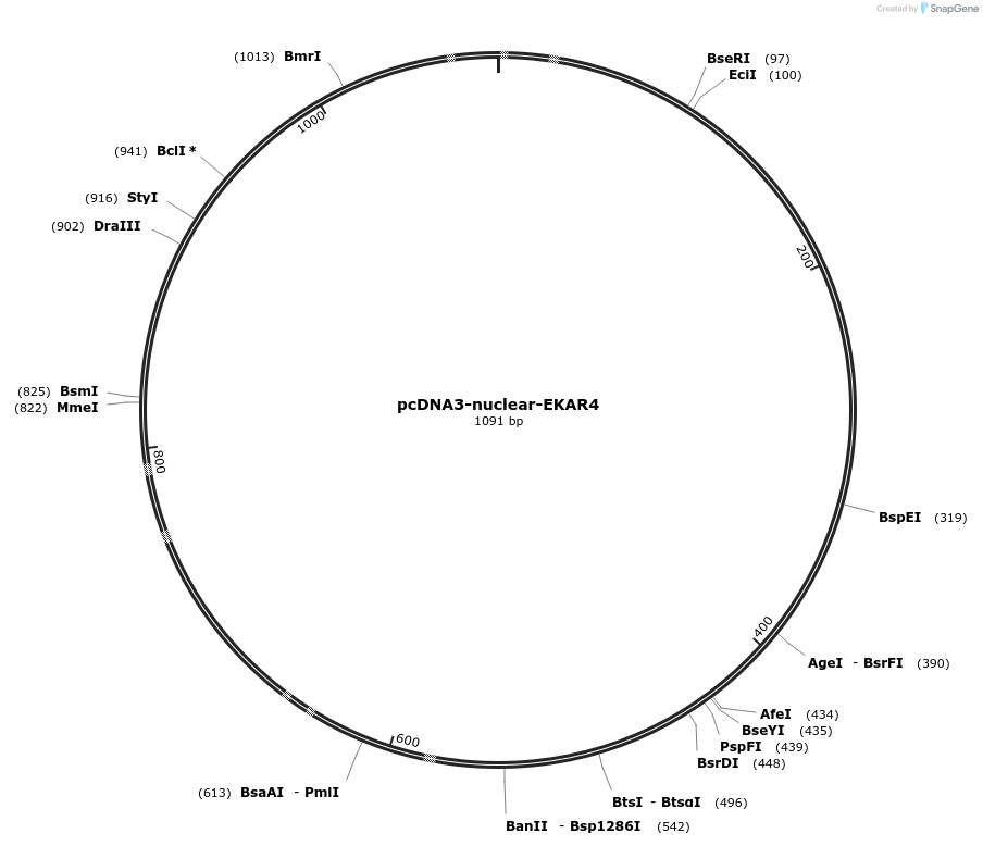 174439-plasmid-map-sequence-id-347657