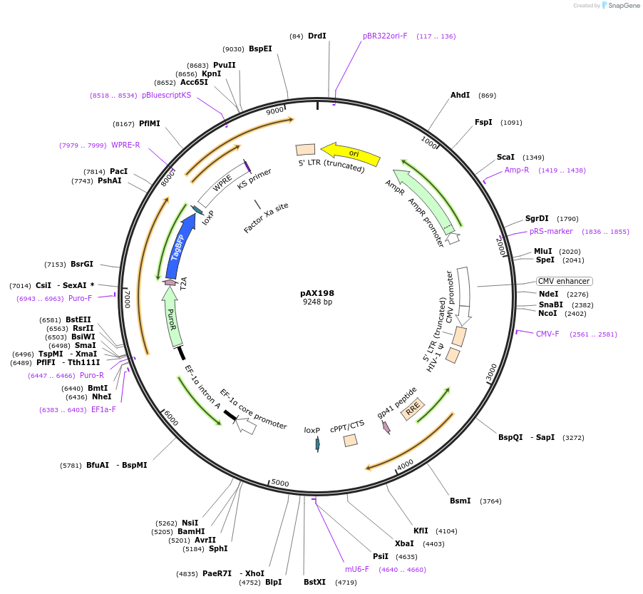 173042-plasmid-map-sequence-id-347659
