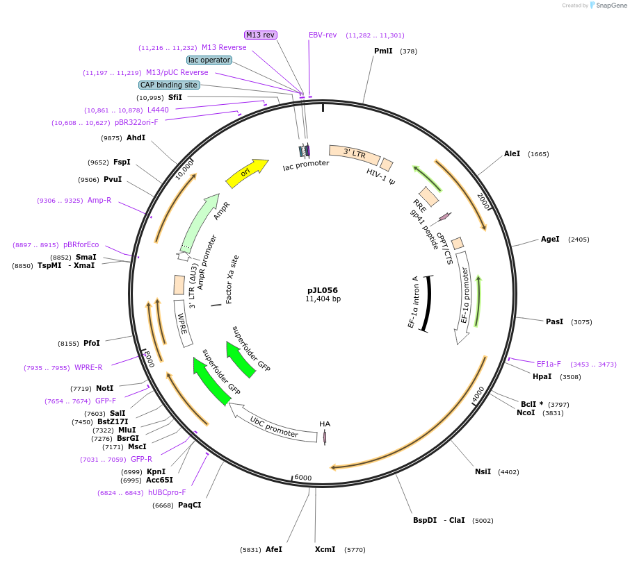 177168-plasmid-map-sequence-id-347661