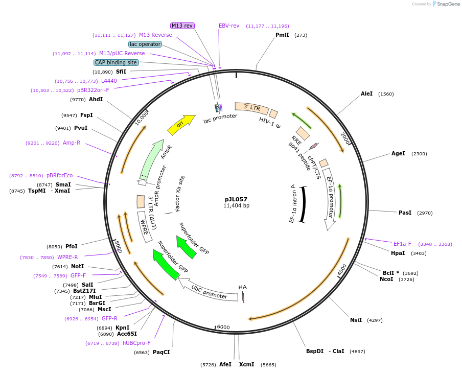 177169-plasmid-map-sequence-id-347662