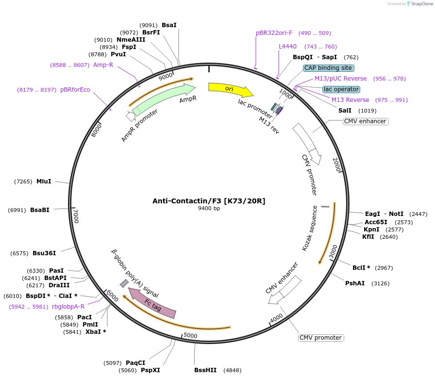 177447-plasmid-map-sequence-id-347664