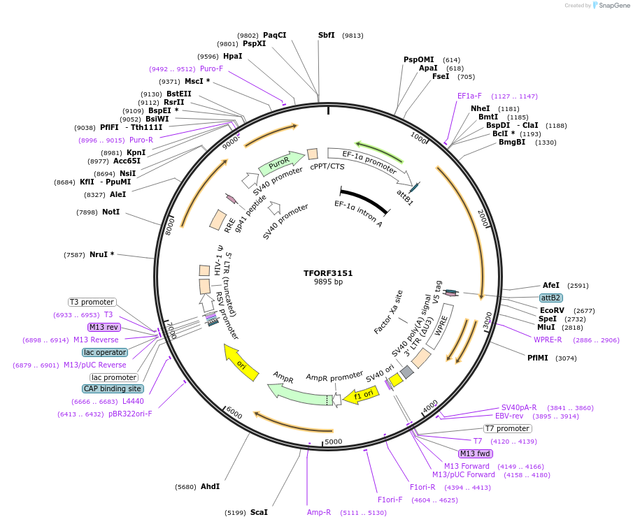 144627-plasmid-map-sequence-id-347669