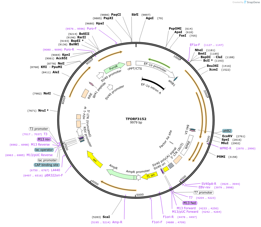 144628-plasmid-map-sequence-id-347670