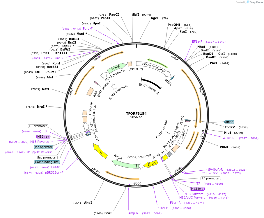 144630-plasmid-map-sequence-id-347673