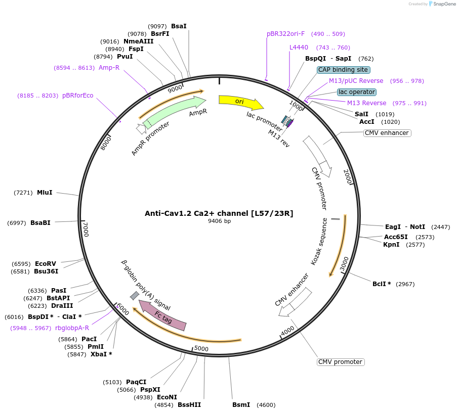 177484-plasmid-map-sequence-id-347823