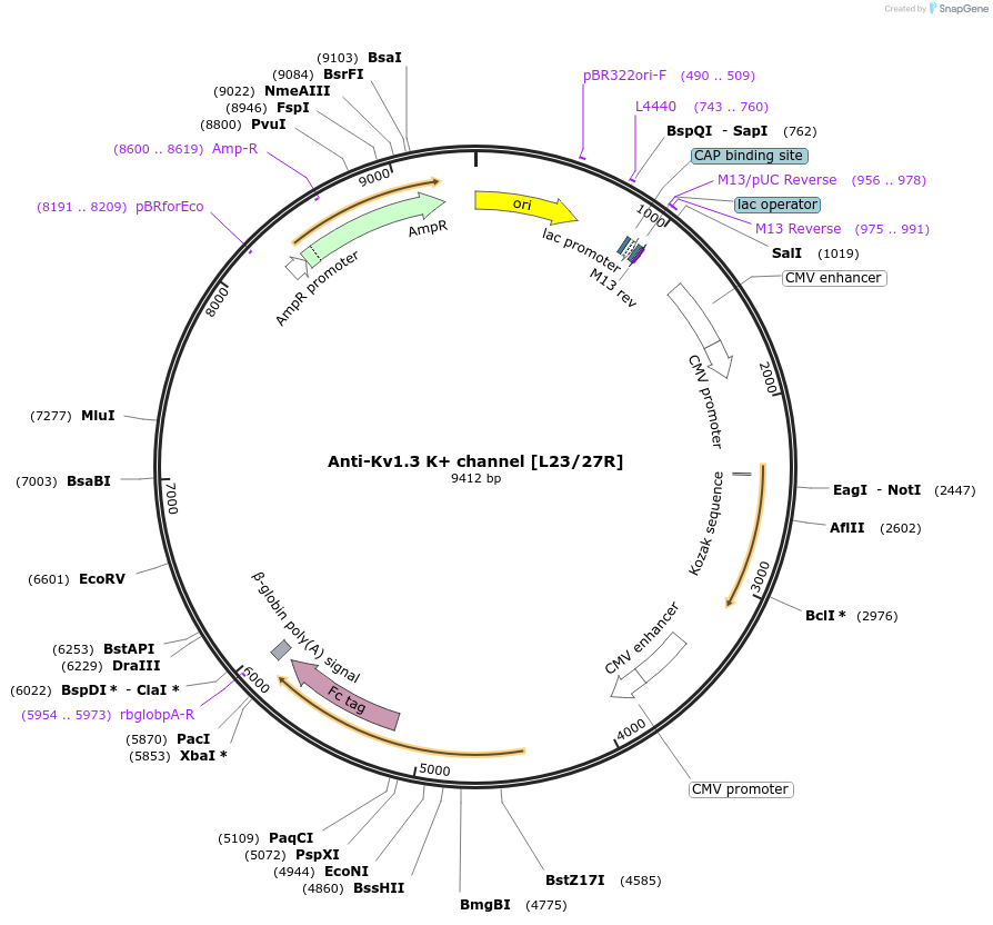 177481-plasmid-map-sequence-id-347826