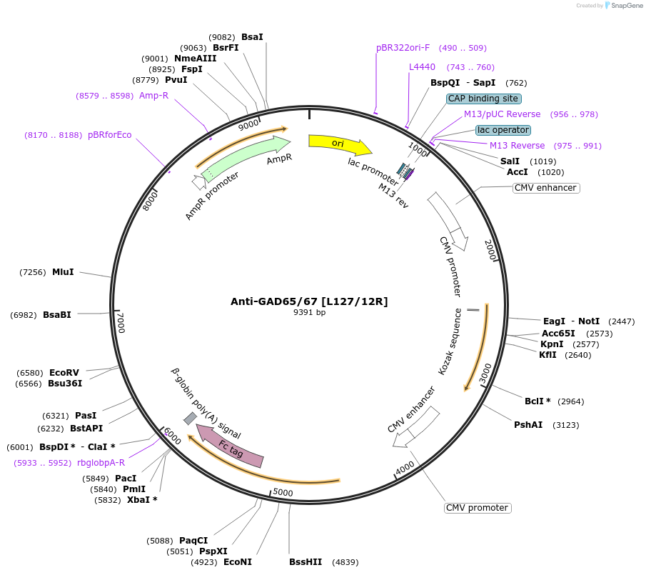 177474-plasmid-map-sequence-id-347846