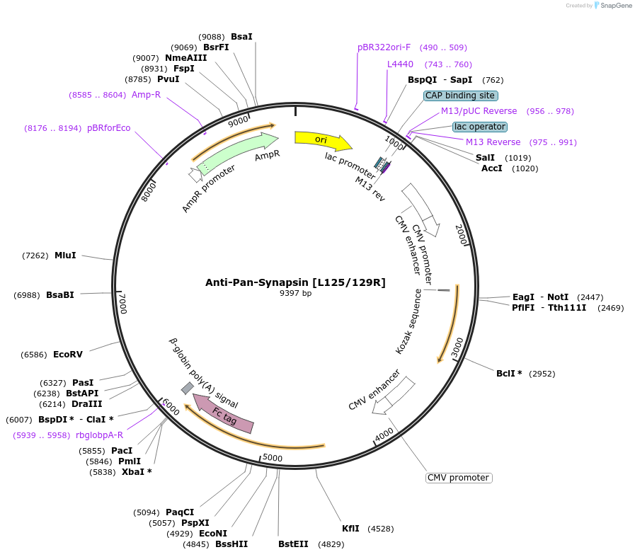177472-plasmid-map-sequence-id-347847