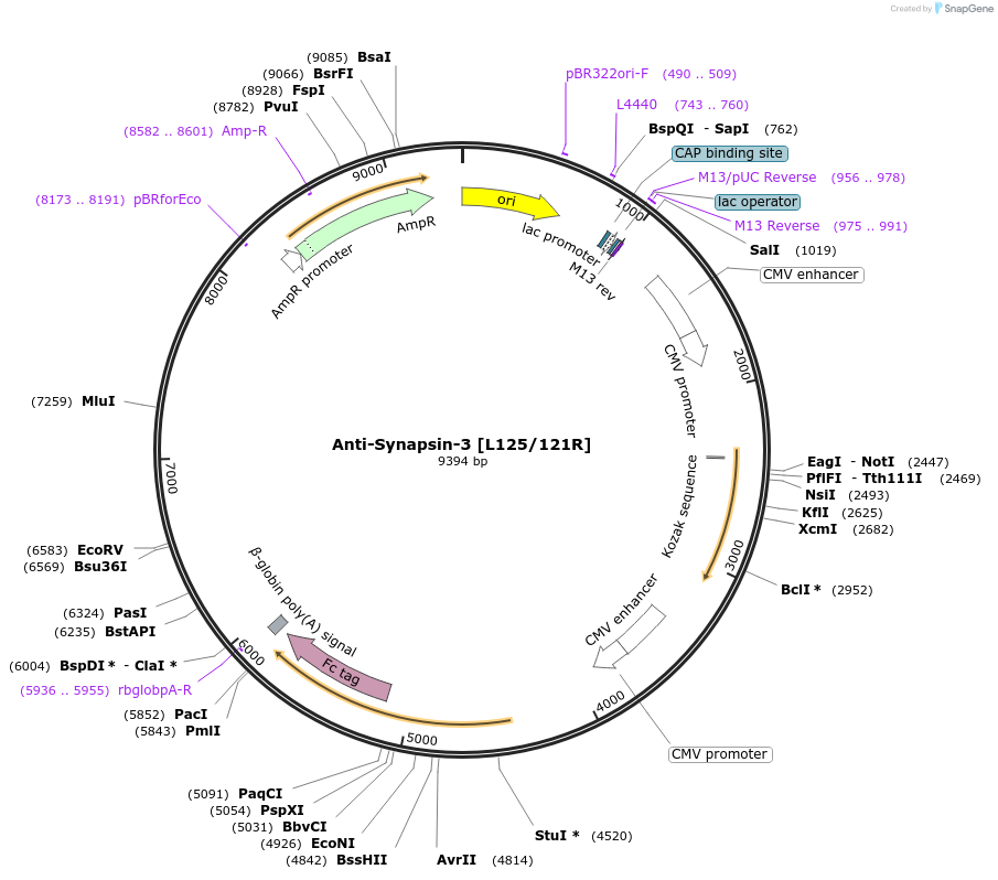 177471-plasmid-map-sequence-id-347848
