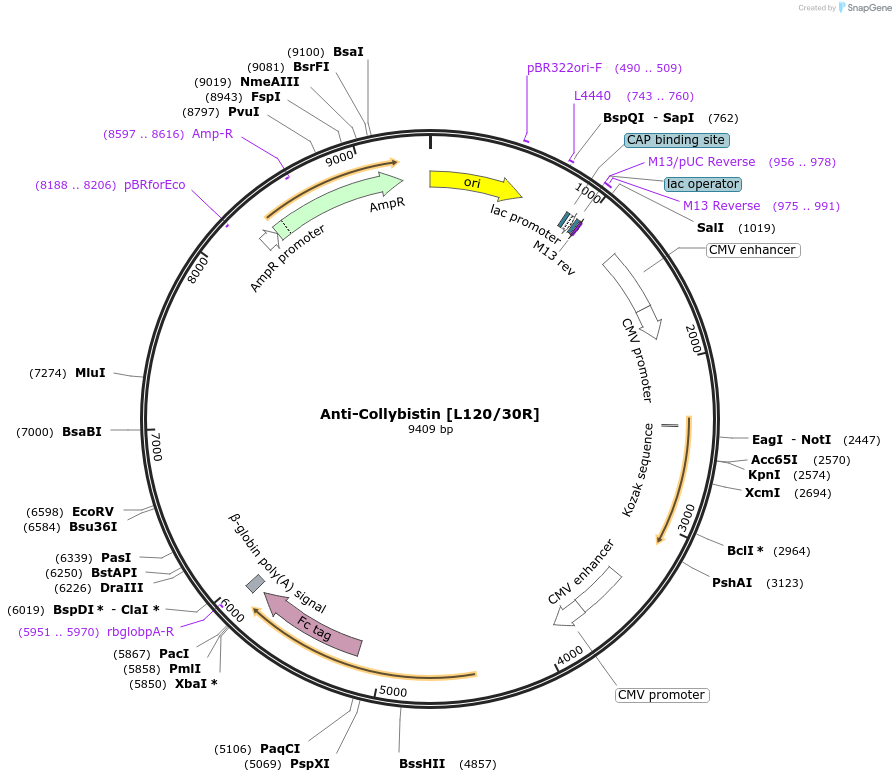 177465-plasmid-map-sequence-id-347853
