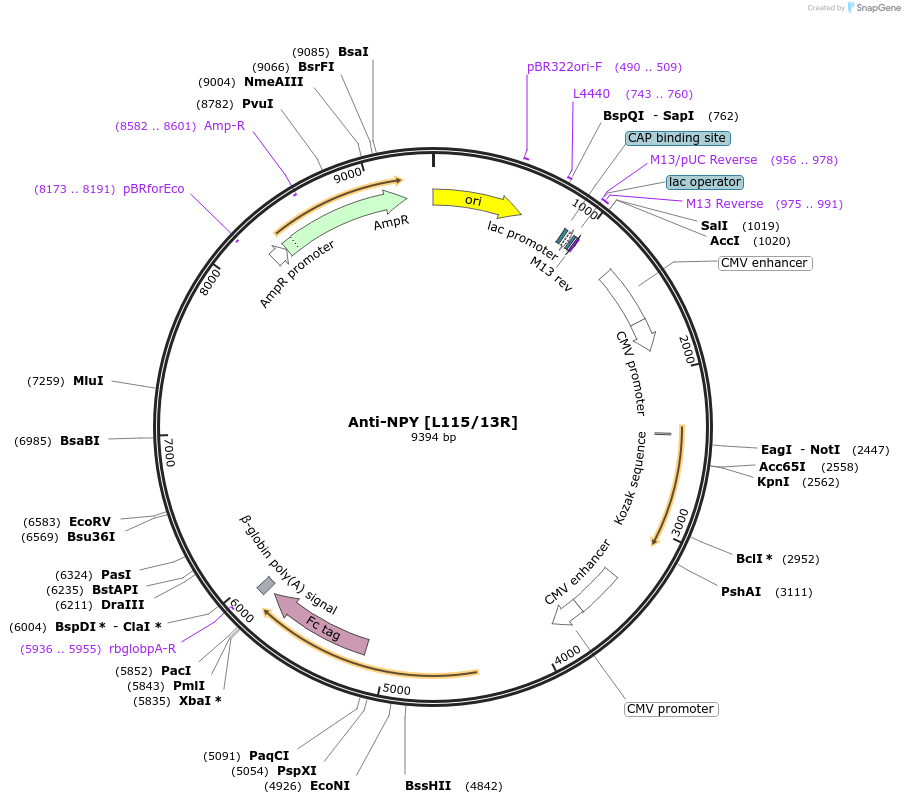 177461-plasmid-map-sequence-id-347855