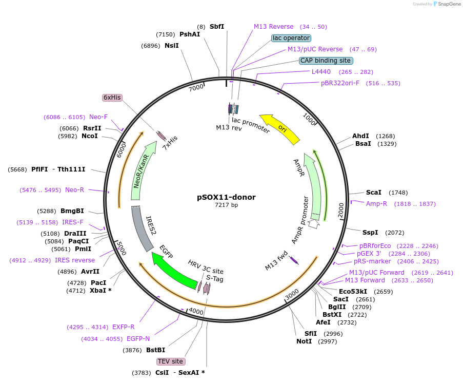 176360-plasmid-map-sequence-id-347860