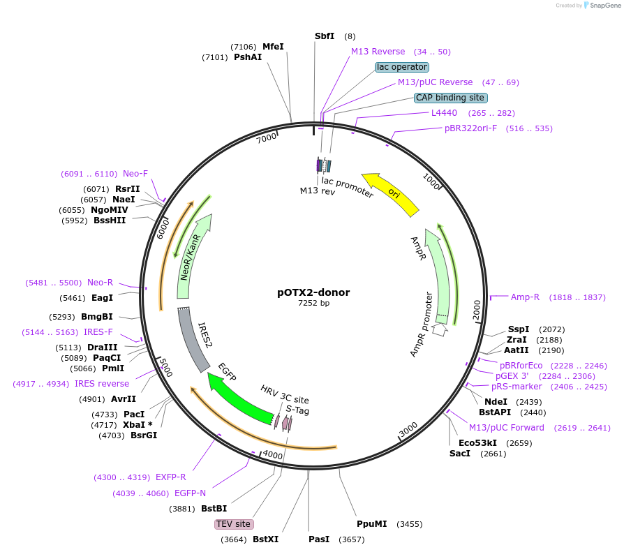 176358-plasmid-map-sequence-id-347862