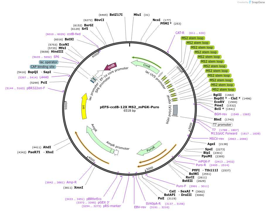 177809-plasmid-map-sequence-id-347865
