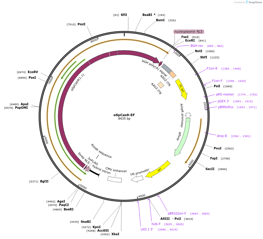 177267-plasmid-map-sequence-id-347866