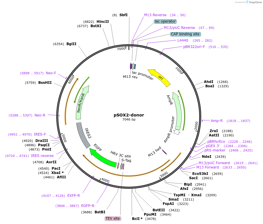 176364-plasmid-map-sequence-id-347872