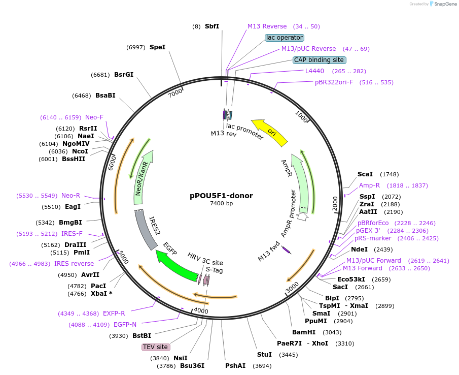 176367-plasmid-map-sequence-id-347873
