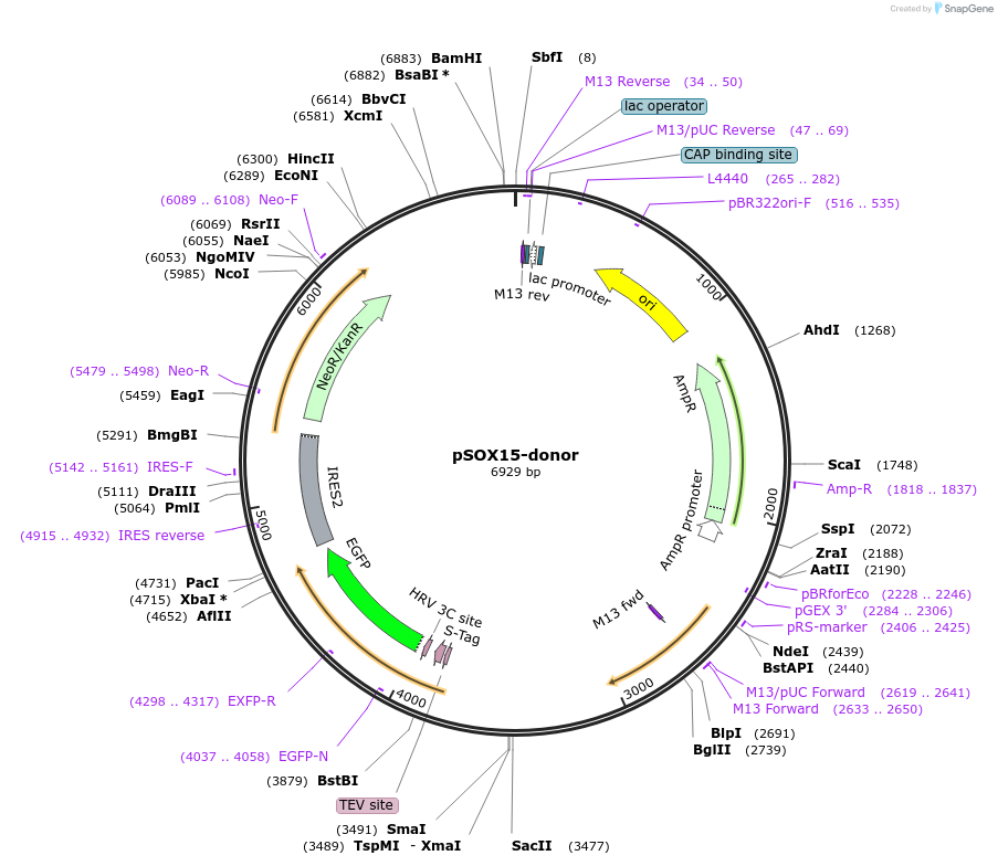 176356-plasmid-map-sequence-id-347874