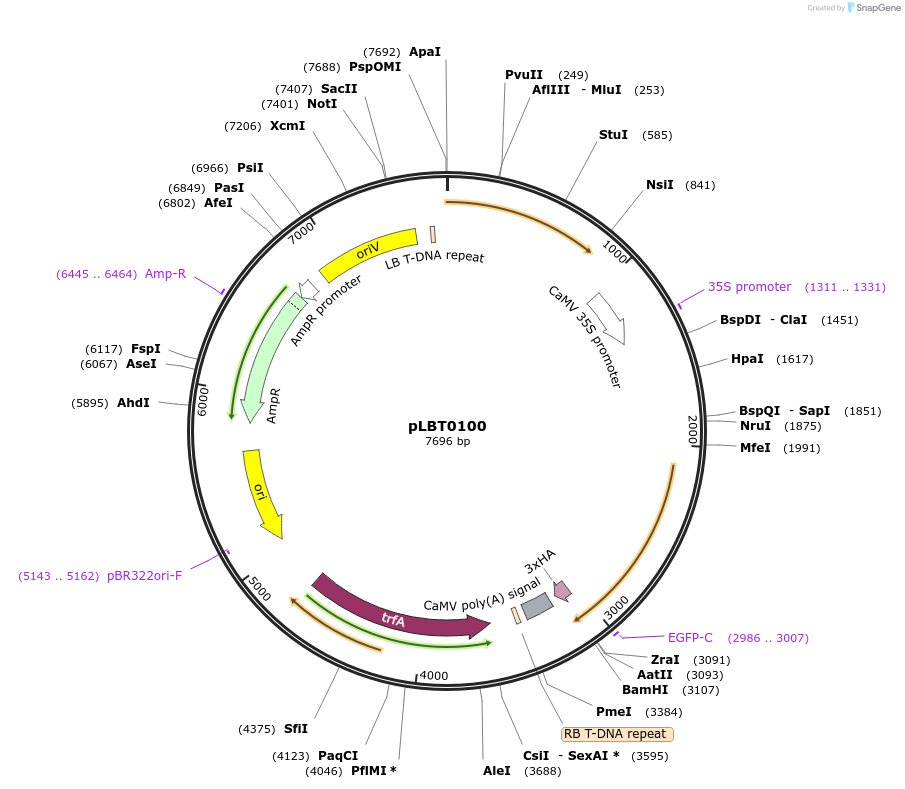 172806-plasmid-map-sequence-id-347875