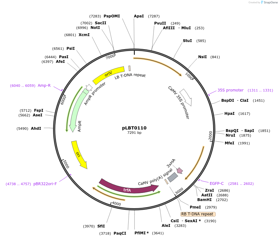 172807-plasmid-map-sequence-id-347877