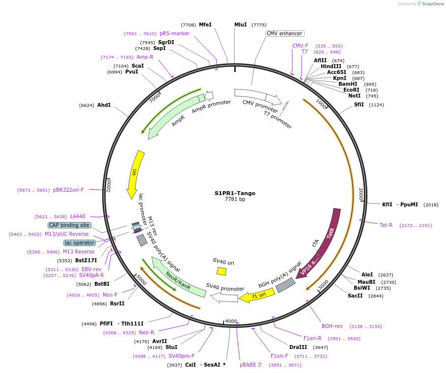 66496-plasmid-map-sequence-id-347878