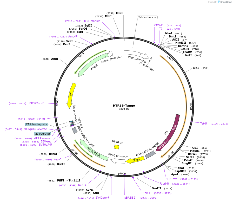 66405-plasmid-map-sequence-id-347879