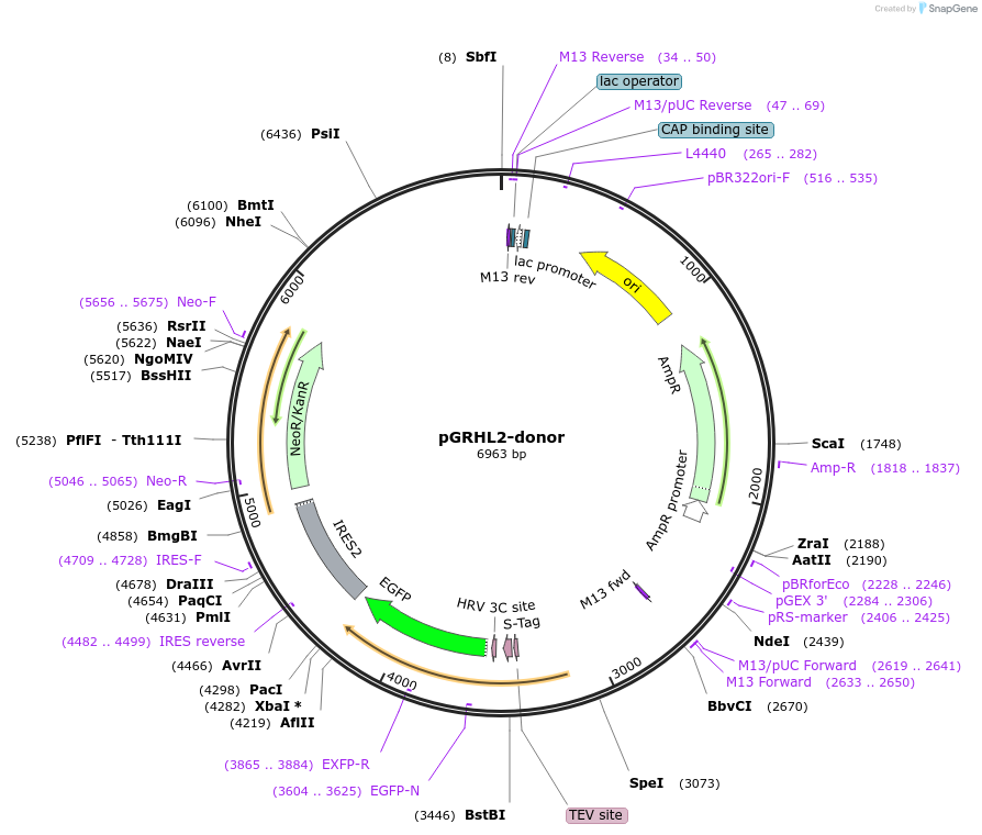 176351-plasmid-map-sequence-id-347880