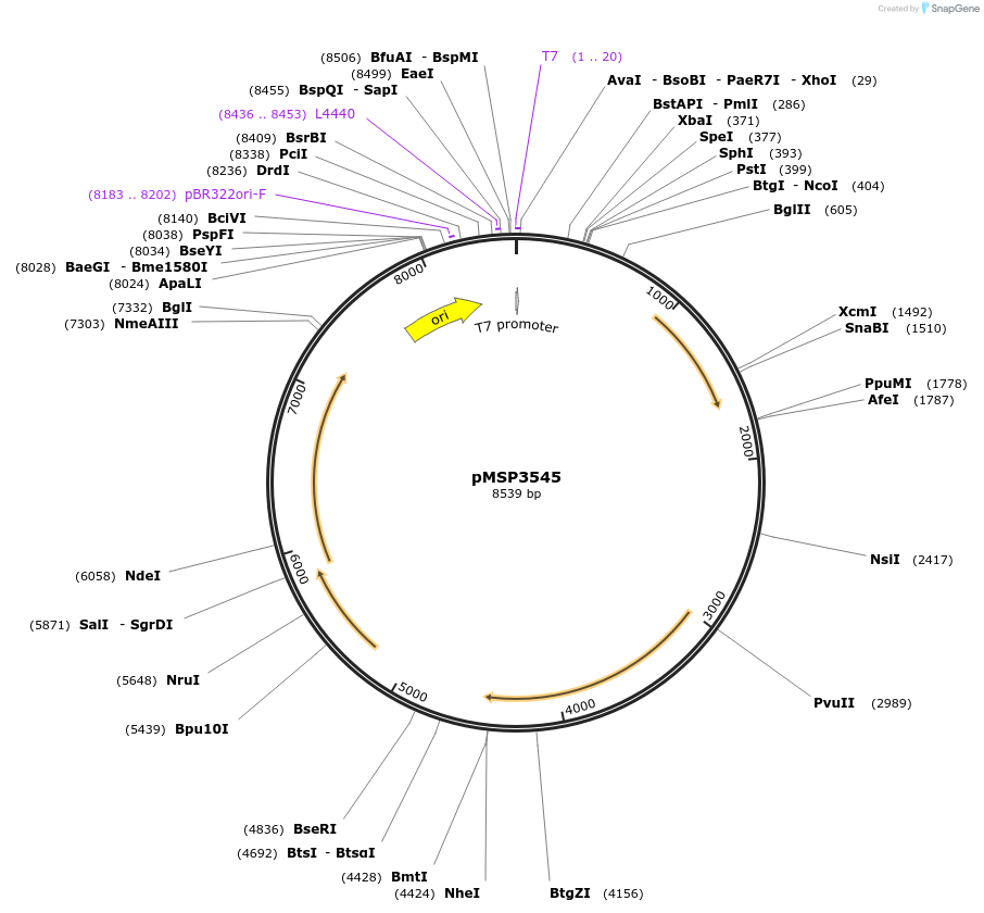 46888-plasmid-map-sequence-id-347882