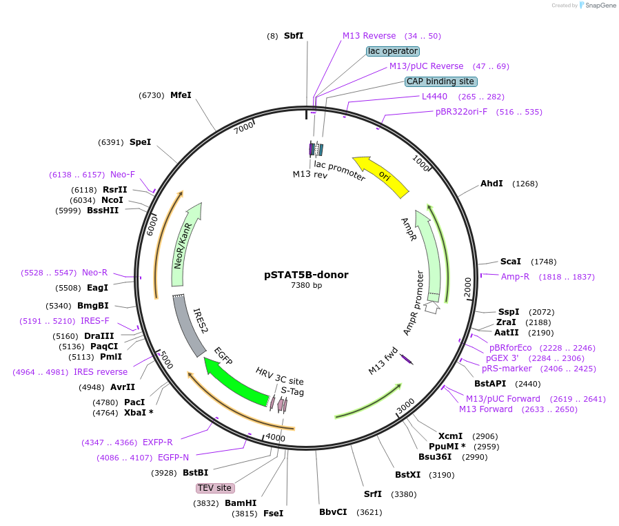 176339-plasmid-map-sequence-id-347884
