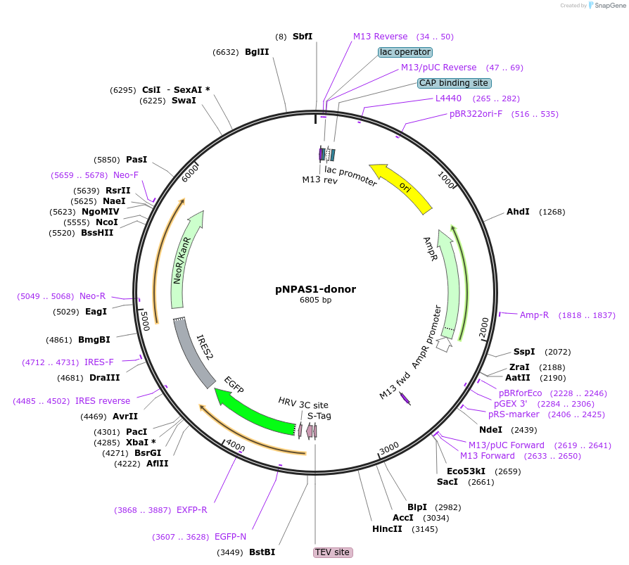 176346-plasmid-map-sequence-id-347888