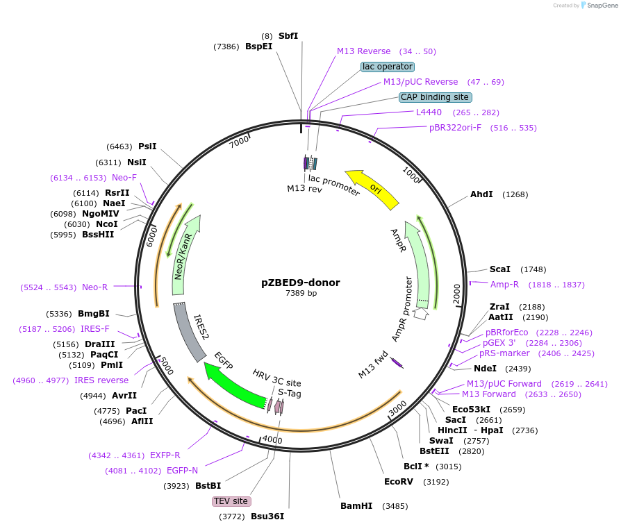 176344-plasmid-map-sequence-id-347889