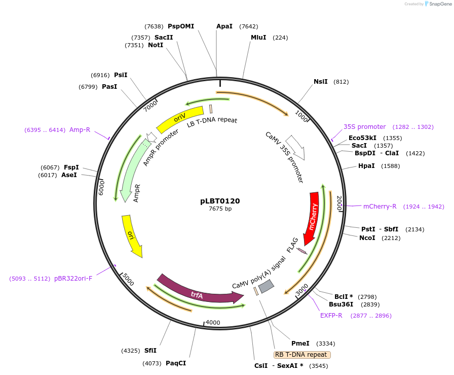 172808-plasmid-map-sequence-id-347894