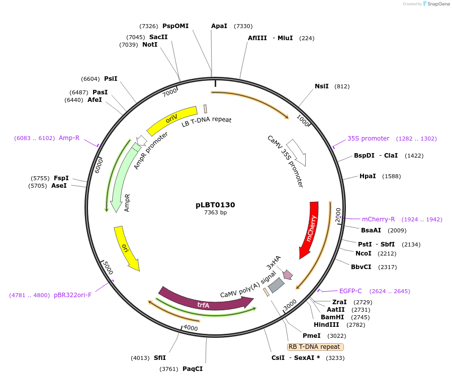 172809-plasmid-map-sequence-id-347895