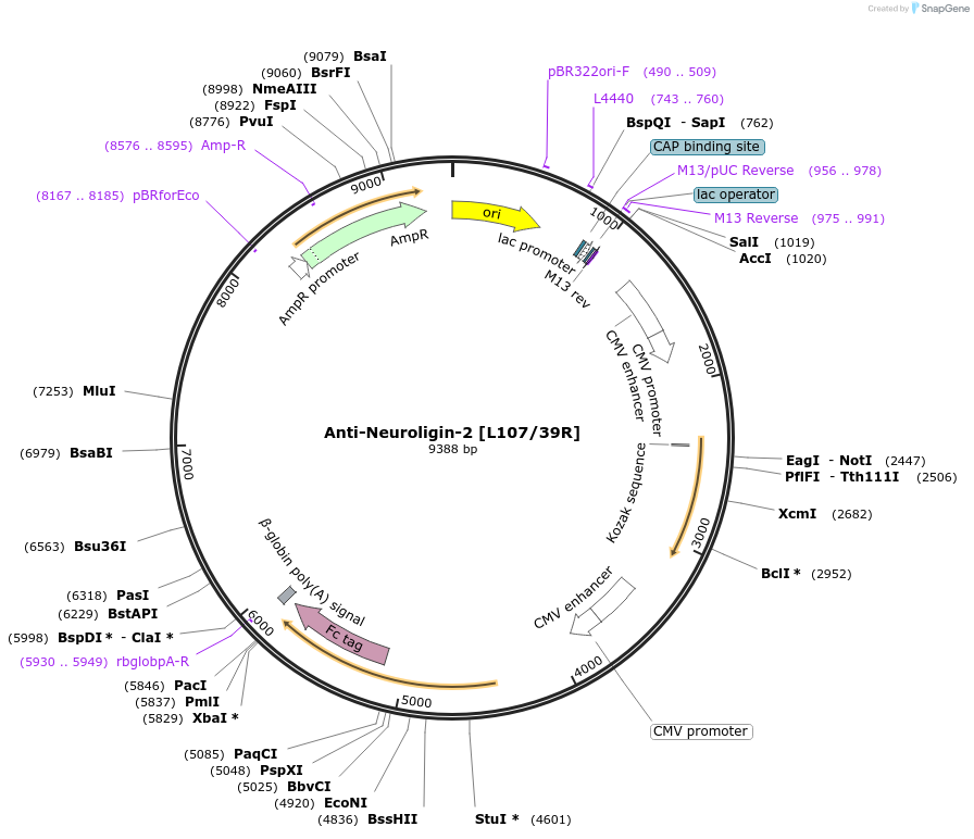 177452-plasmid-map-sequence-id-347915