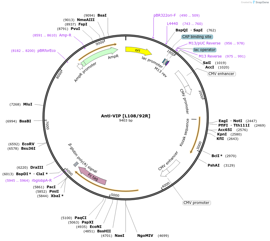 177453-plasmid-map-sequence-id-347916
