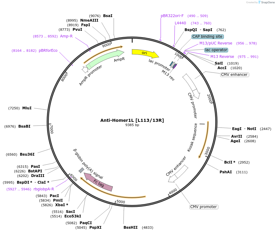 177456-plasmid-map-sequence-id-347917