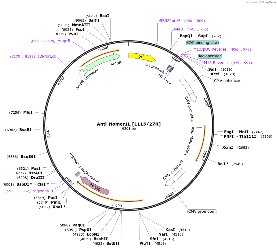 177458-plasmid-map-sequence-id-347918