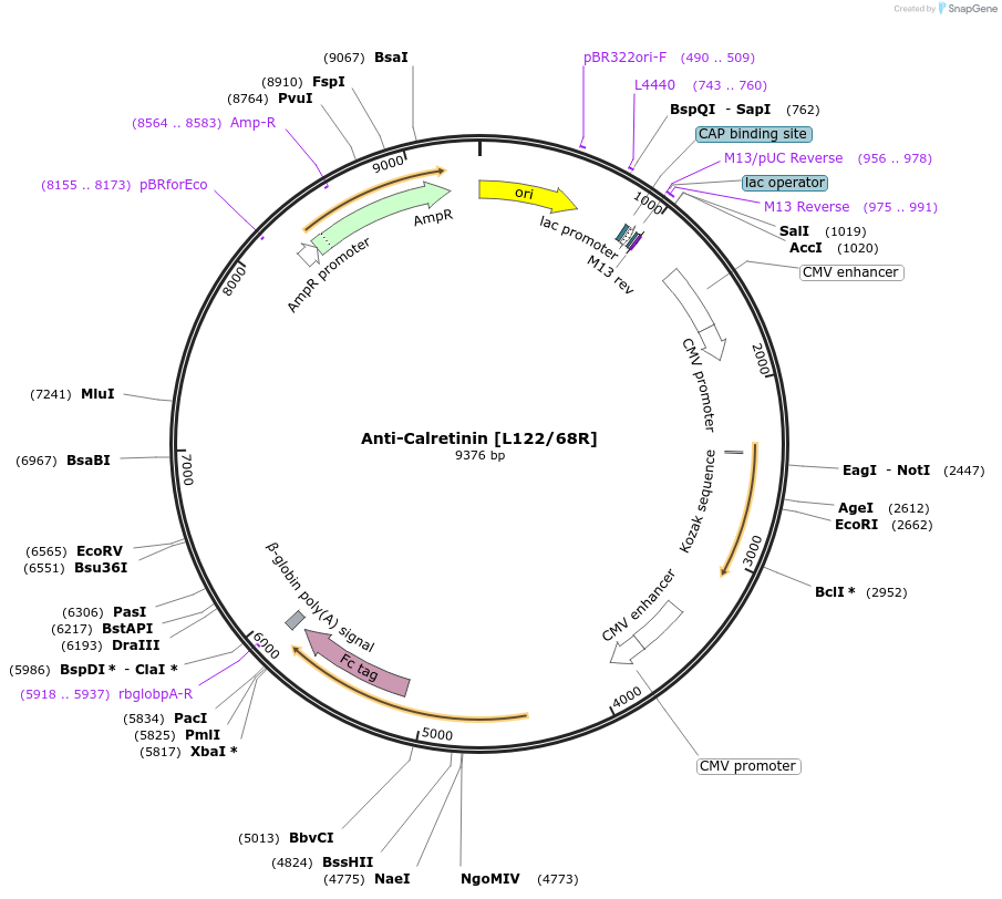 177469-plasmid-map-sequence-id-347919