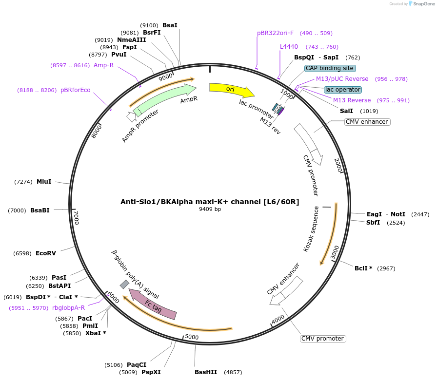 177486-plasmid-map-sequence-id-347922