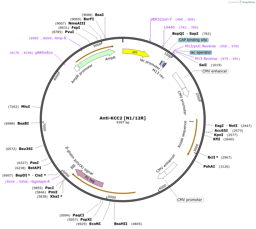177491-plasmid-map-sequence-id-347927
